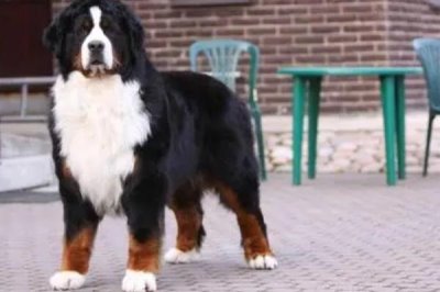 伯恩山犬好不好養(yǎng)，屬于易養(yǎng)犬種