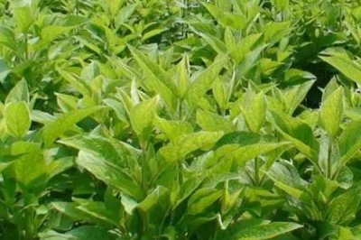 玄參的種植技術(shù)，選擇肥沃的腐殖質(zhì)土和沙壤土為佳