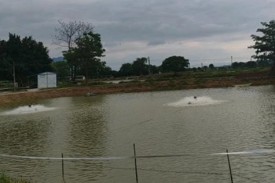 怎么處理渾濁的養(yǎng)殖水體，可在天氣晴朗時潑灑凈水劑