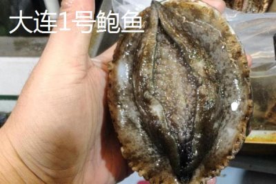 什么品種的鮑魚苗好，常見這6種