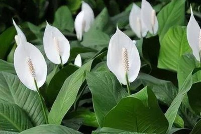 一帆風順的種植技術，適合在半陰的環(huán)境中生長