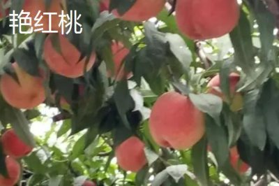 遼寧省丹東市的特色水果，夏家村草莓達(dá)到無(wú)公害綠色食品標(biāo)準(zhǔn)