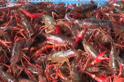 養(yǎng)殖龍蝦的成本，養(yǎng)殖當年每畝需投入2500-3000元左右