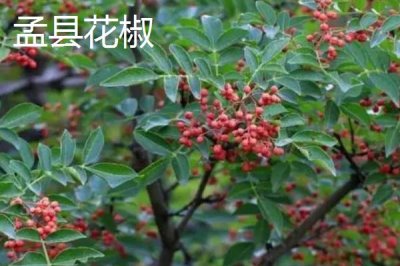 山西陽泉的特產(chǎn)，連翹茶是當(dāng)?shù)氐奶厣璺N