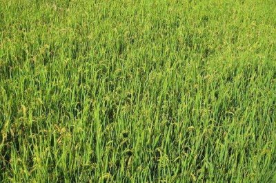 榕25S水稻品種簡介，在福建泉州4月26日播種