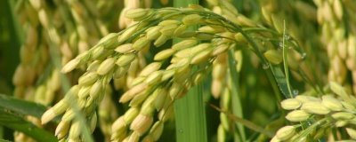玖兩優(yōu)164水稻種子特征特性，每畝有效穗18.1萬