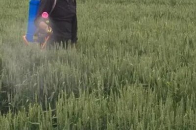 小麥打除草劑后下雨有影響嗎，對(duì)不同種類的藥物的影響不同
