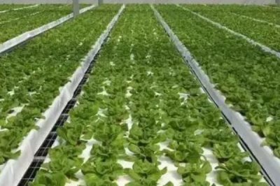 蔬菜的水培方法，可將蔬菜栽種至定植杯中、再鑲嵌于浮板各孔上