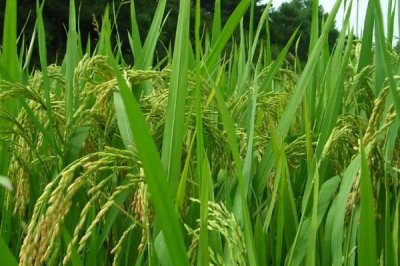 深優(yōu)9582水稻品種簡介，秧田播種量每畝10千克