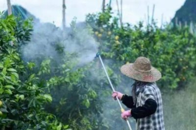 高氯甲維鹽的用法用量，可有效防治蔬菜小菜蛾、甜菜夜蛾、煙青蟲等