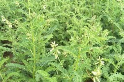 黃芪什么時(shí)候開花，每年6-8月開花