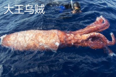 飛烏賊的產(chǎn)地，主要分布在南海、日本相模灣等地