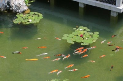 錦鯉池長黑青苔怎么辦，需要立刻將其撈出清理