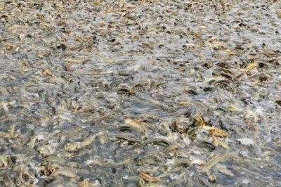 泥鰍的養(yǎng)殖成本，畝投資需要16000-17000元左右