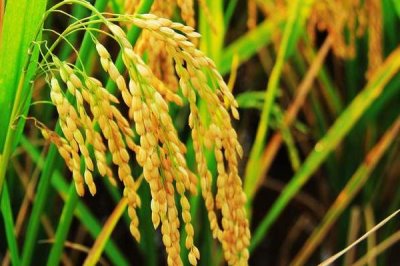 F兩優(yōu)658水稻種子特點(diǎn)，一般3月下旬至4月上旬播種