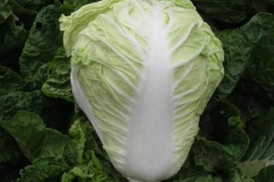 大白菜產(chǎn)品的發(fā)展趨勢，加工專用品種將成為育種目標(biāo)之一