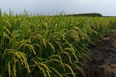 H兩優(yōu)1號水稻品種的特性，每畝秧田播種量15千克