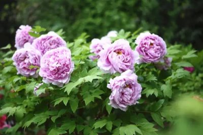 牡丹花的花語(yǔ)，寓意富貴、吉祥、幸福等