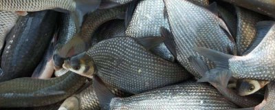 鳊魚的產(chǎn)地，主要分布于長江中、下游附屬中型湖泊