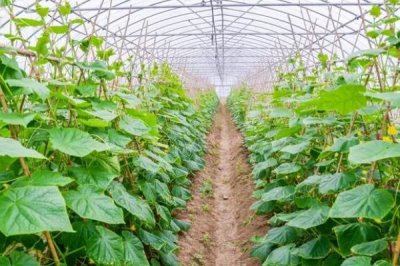 冷棚種植項目推薦，常適用于北方地區(qū)