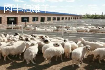 寧夏的九大重點(diǎn)特色產(chǎn)業(yè)，有中國(guó)枸杞之鄉(xiāng)的稱號(hào)