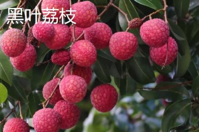 靈山荔枝品種，三月紅的成熟時(shí)間最早