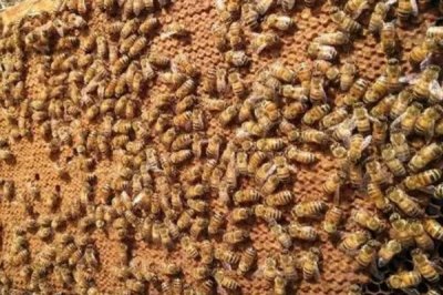 養(yǎng)殖蜜蜂的好處，具有投資小、效益高、管理簡單等優(yōu)點(diǎn)