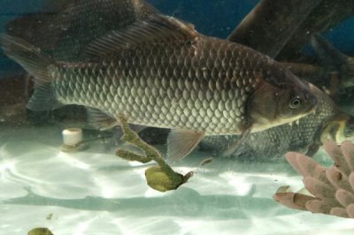 烏龍鯽的產(chǎn)地，該魚種有“水中黑玫瑰”之稱