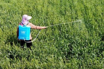 甲基二磺隆為什么易發(fā)生藥害，用量掌握不準(zhǔn)或盲目混用會(huì)導(dǎo)致