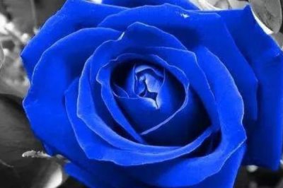 19朵藍色妖姬的花語，寓意愛的承諾、長長久久