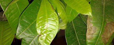 發(fā)財(cái)樹葉斑病的預(yù)防方式，種植密度適宜且雨后及時(shí)排水等