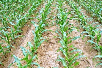 榮豐901玉米種子介紹，適宜播種期6月上中旬