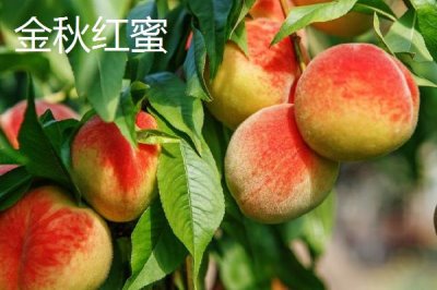 秦王桃的價格，每斤價格在4-5元