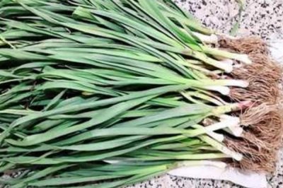 種植哪些蔬菜可以致富，青蒜、油麥菜、小白菜等品種均為適宜選擇