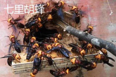 毒蜂的種類，常見以下10種