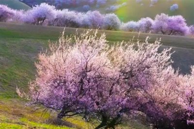 伊犁吐?tīng)柛踊ǖ幕ㄆ跁r(shí)間，在3-4月份開(kāi)花