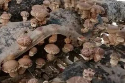 種植香菇注水后要悶棚多久,一般不需要悶棚、通風(fēng)換氣可刺激出菇