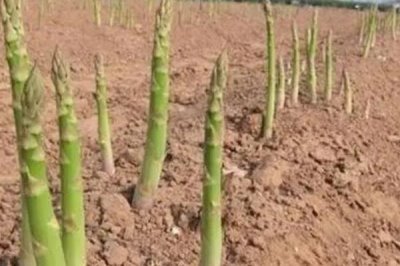 蘆筍苗期怎么管理，定植后要做好補苗、中耕除草等工作