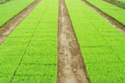 隆鋒優(yōu)4079水稻種子特點(diǎn)，全生育期117.0天