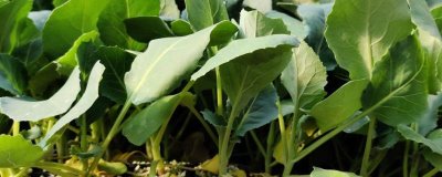青梗松花菜苗的價(jià)格，一株需要0.1-0.5元左右