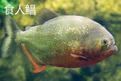 牙簽魚的產(chǎn)地分布，亞馬遜河流域是主要分布區(qū)