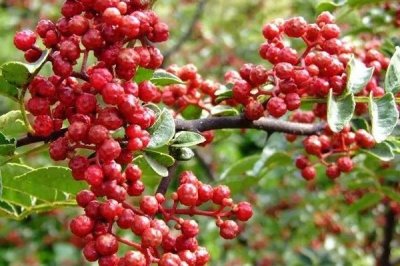 花椒的市場(chǎng)價(jià)格，各地區(qū)的售價(jià)有所區(qū)別