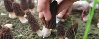 羊肚菌無(wú)菌霜會(huì)不會(huì)出菇,可以出菇但需要較長(zhǎng)時(shí)間