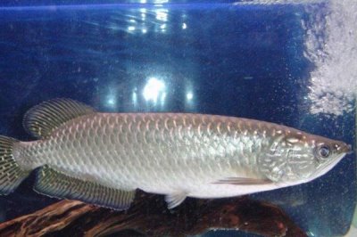 銀龍魚(yú)的喂食方法,每次可以喂到7-8成飽
