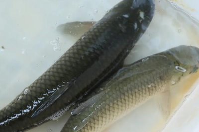 10號(hào)丸世鉤搭配什么魚線，可搭配2.0號(hào)子線、3.0號(hào)主線