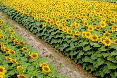 怎么防治油葵菌核病，播種前可用菌核凈、萎銹靈等藥物拌種