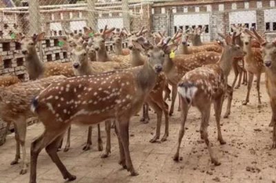 養(yǎng)鹿的成本是多少，總投入成本為49000元左右