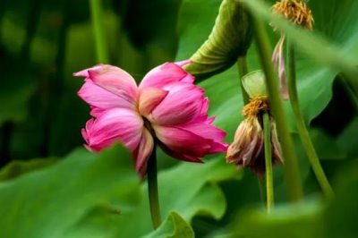 并蒂蓮的花語，寓意夫妻恩愛、兄弟和諧等