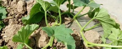 甜瓜株距行距是多少，根據(jù)甜瓜品種而定