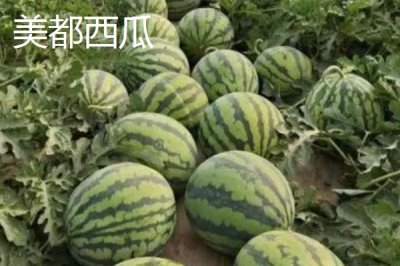 美都西瓜與麒麟西瓜有什么區(qū)別，麒麟西瓜的種植周期更短